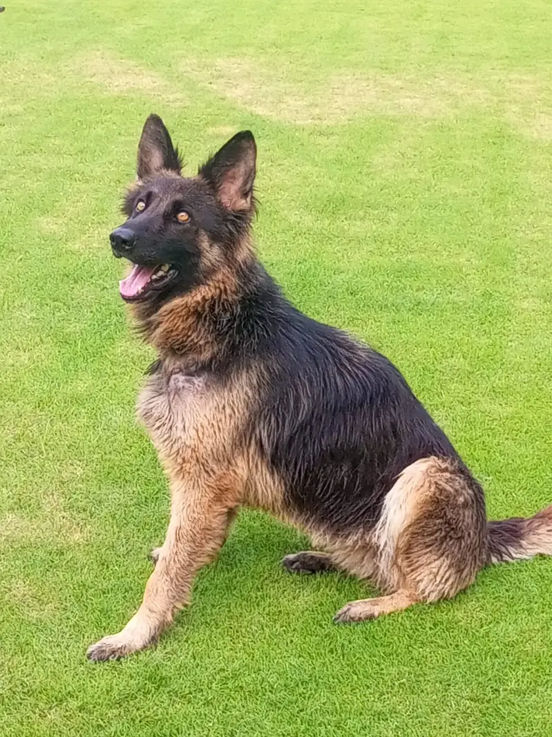German shepherd female — photo 6