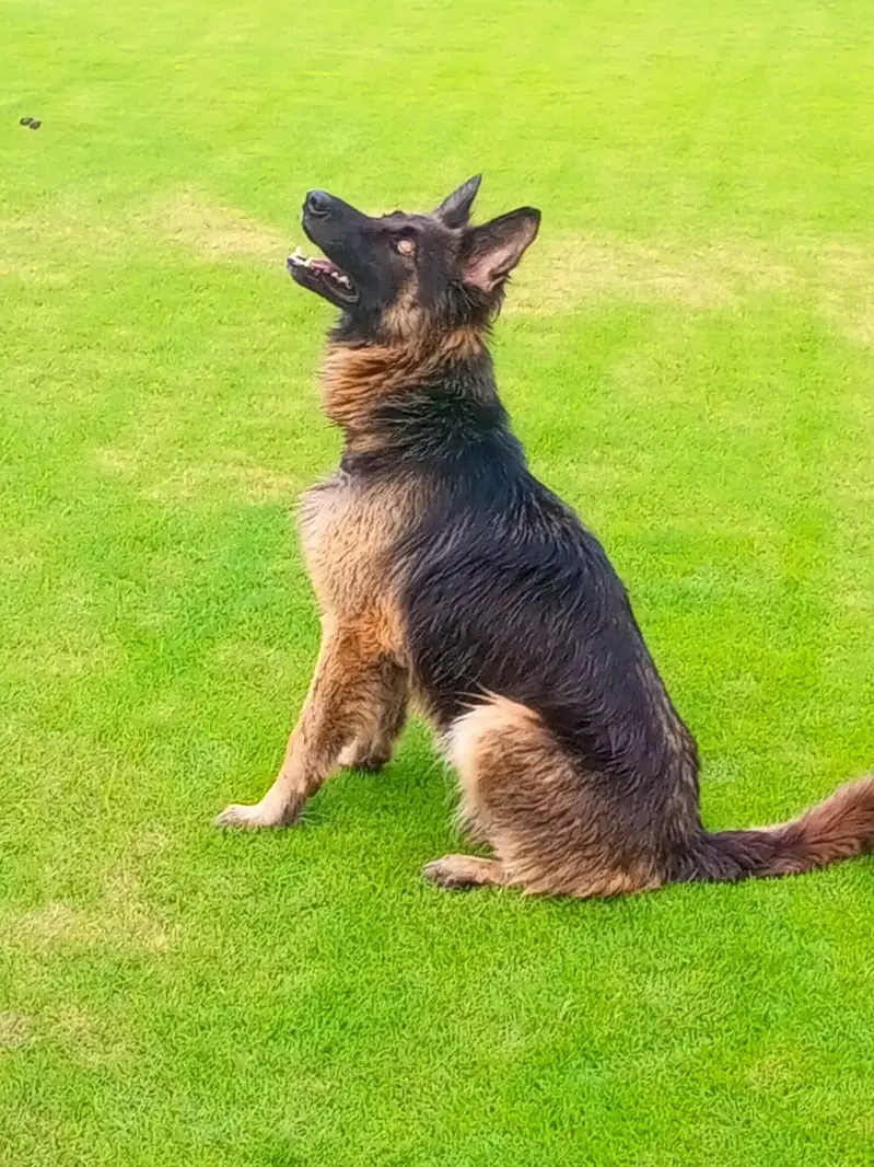 German shepherd female — photo 7