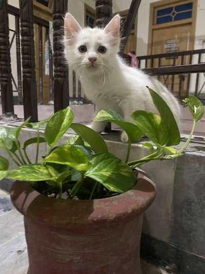 Persian kitten for sale