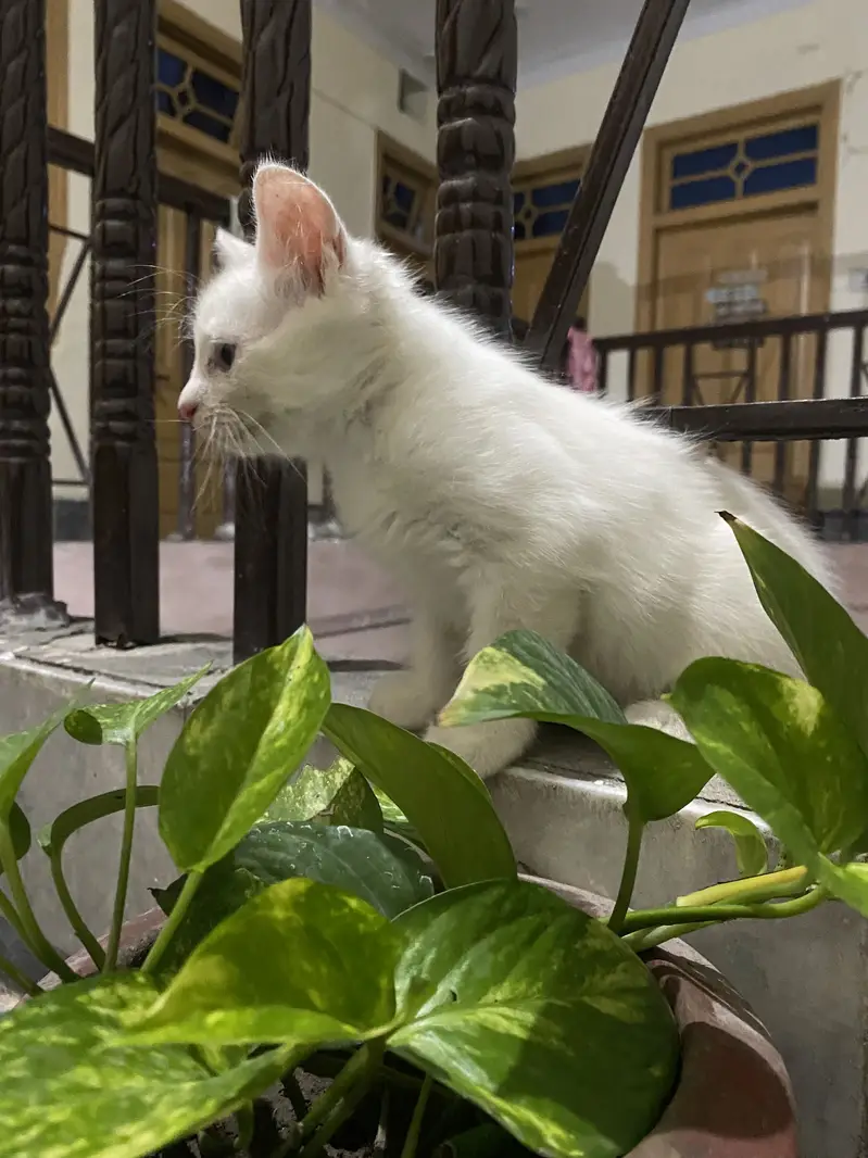 Persian kitten for sale — photo 2