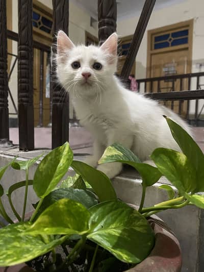 Persian kitten for sale