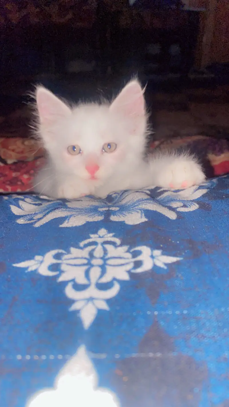 Persian kitten for sale — photo 4