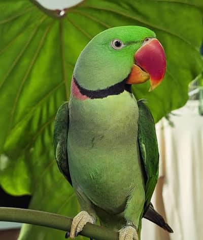 khatta parrot male