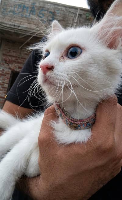 Persian cat free for adoption