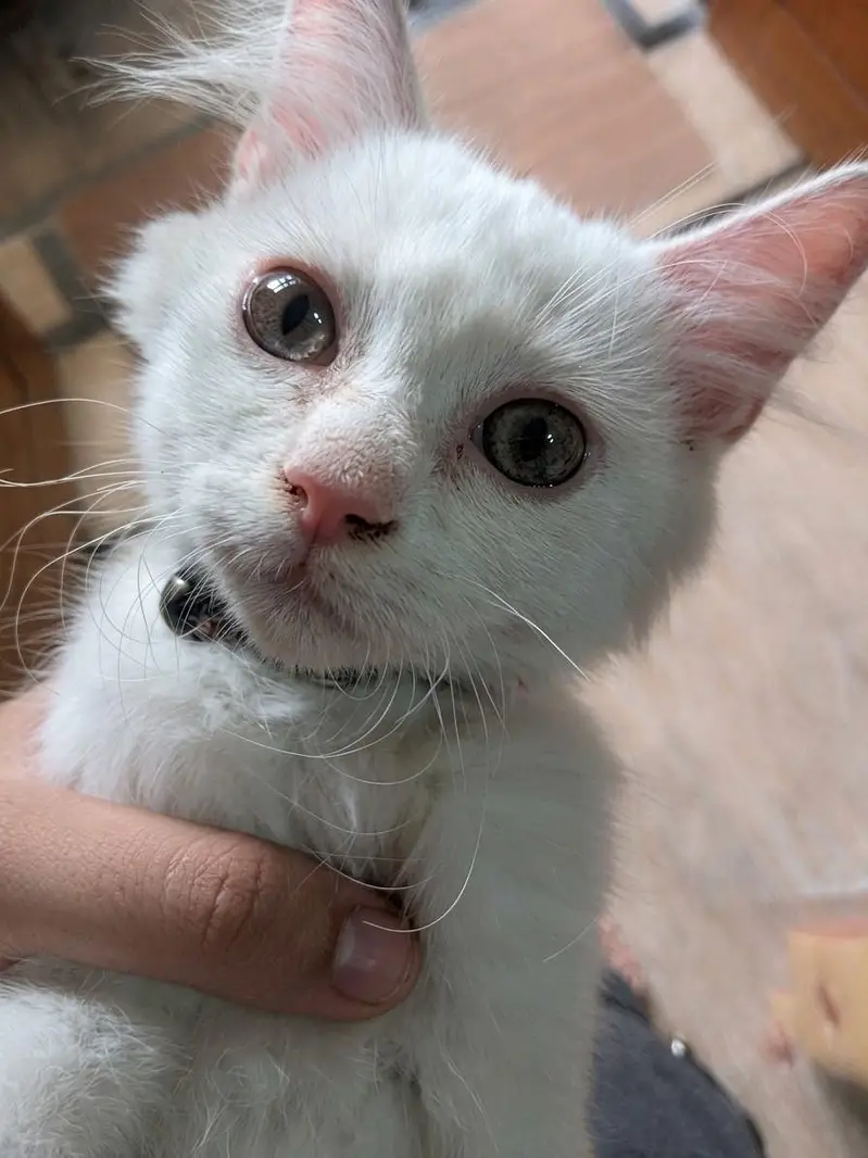 Persian cat free for adoption — photo 2