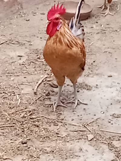 Golden misri breeder male for sale || Ghar ke palay huey || 5 months