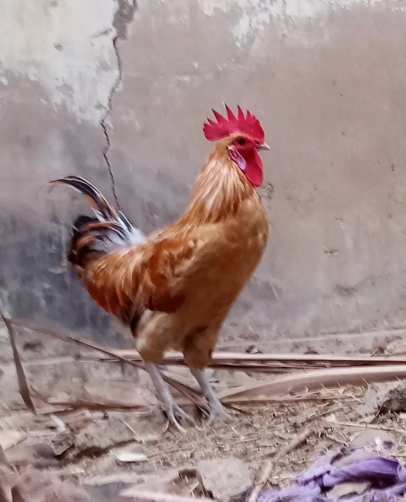 Golden misri breeder male for sale || Ghar ke palay huey || 5 months — photo 2
