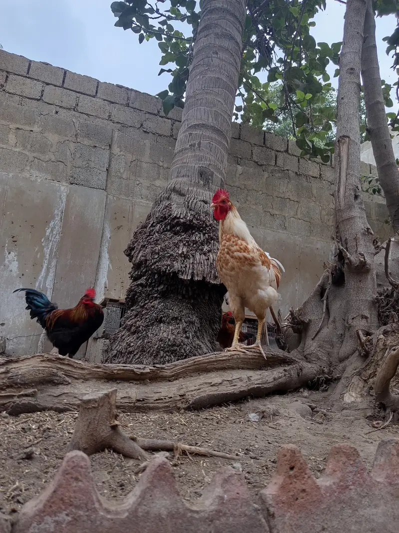 Golden misri breeder male for sale || Ghar ke palay huey || 5 months — photo 3