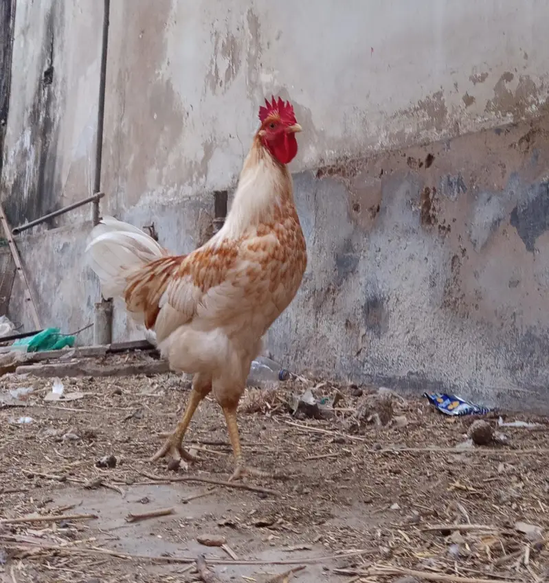 Golden misri breeder male for sale || Ghar ke palay huey || 5 months — photo 5