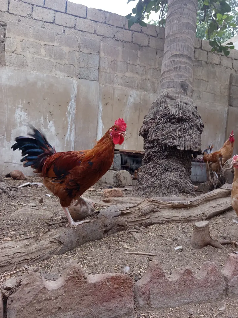 Golden misri breeder male for sale || Ghar ke palay huey || 5 months — photo 6