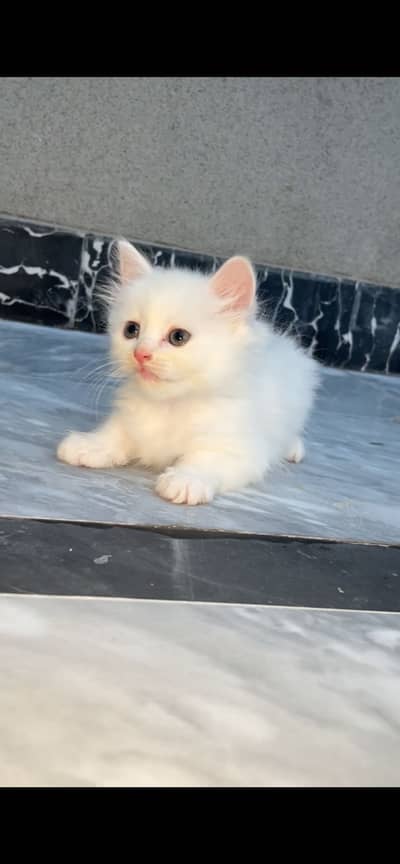 White persion kitten