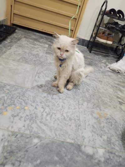 cat for sale
