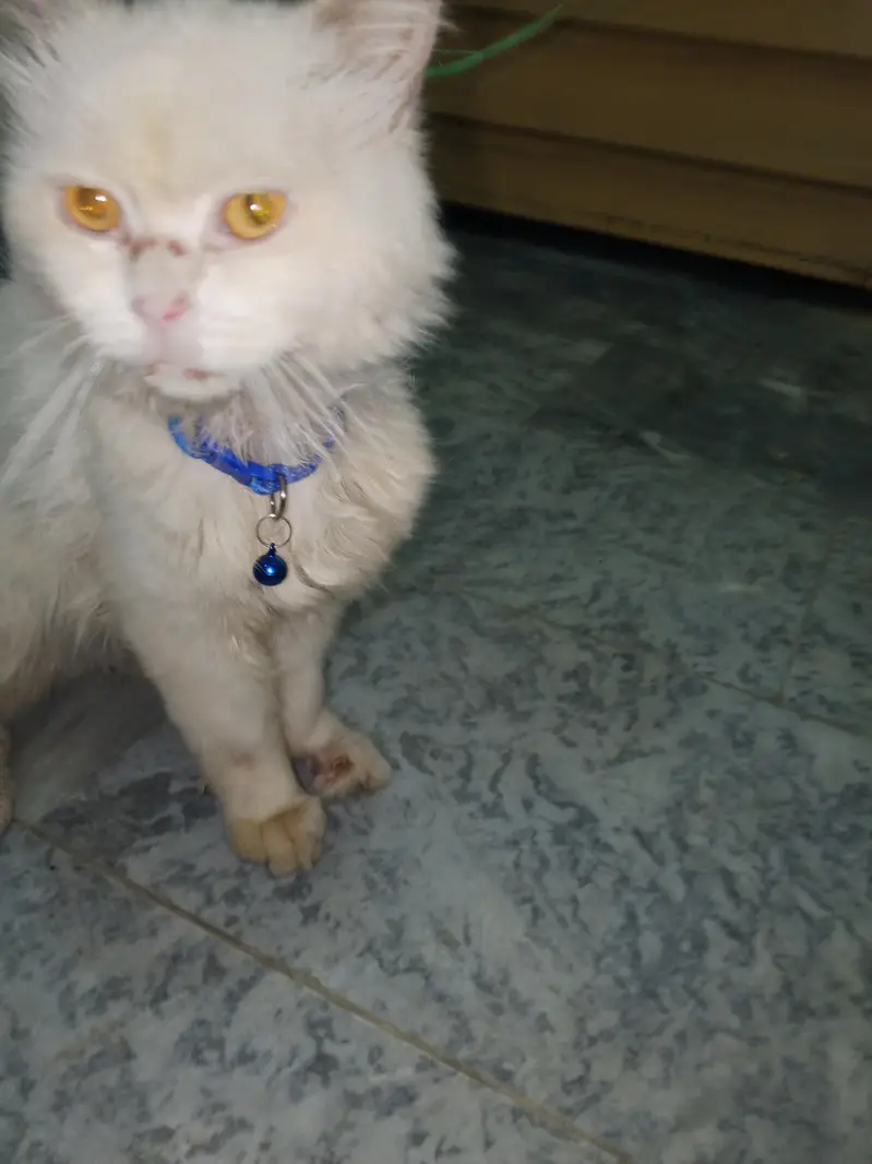 cat for sale — photo 2