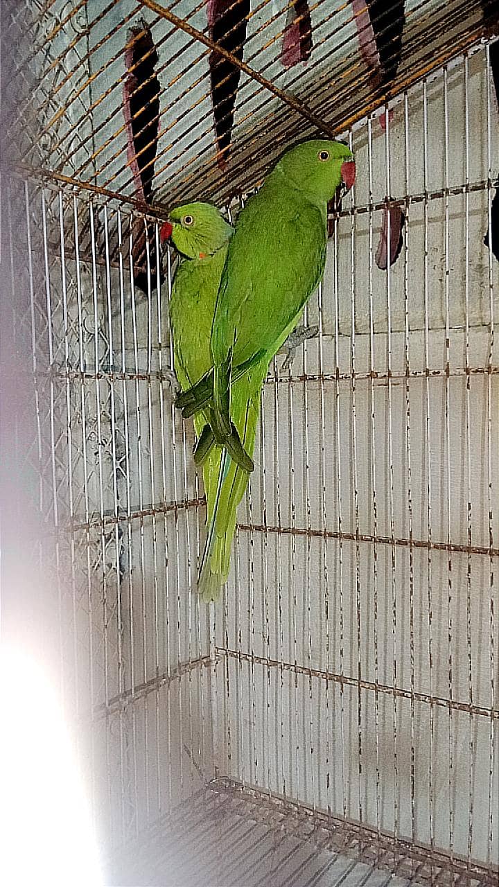 Ringneck 1