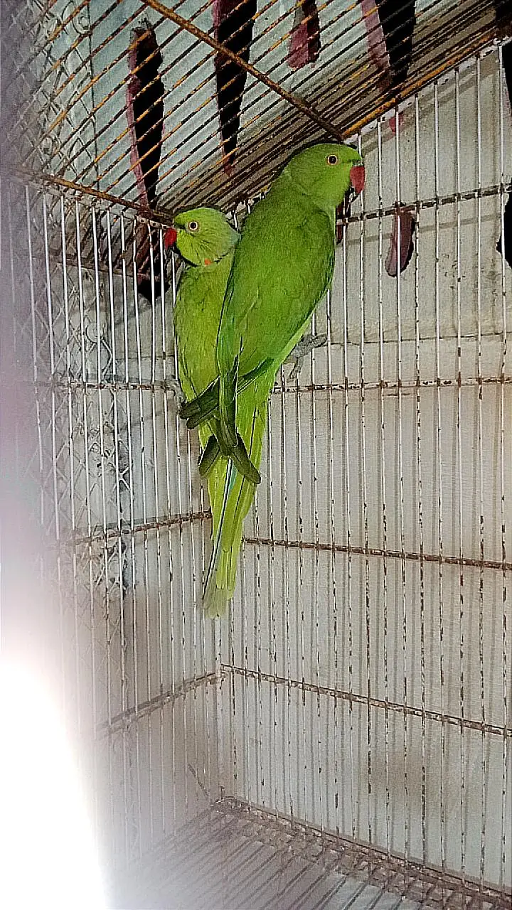 Ringneck — photo 2