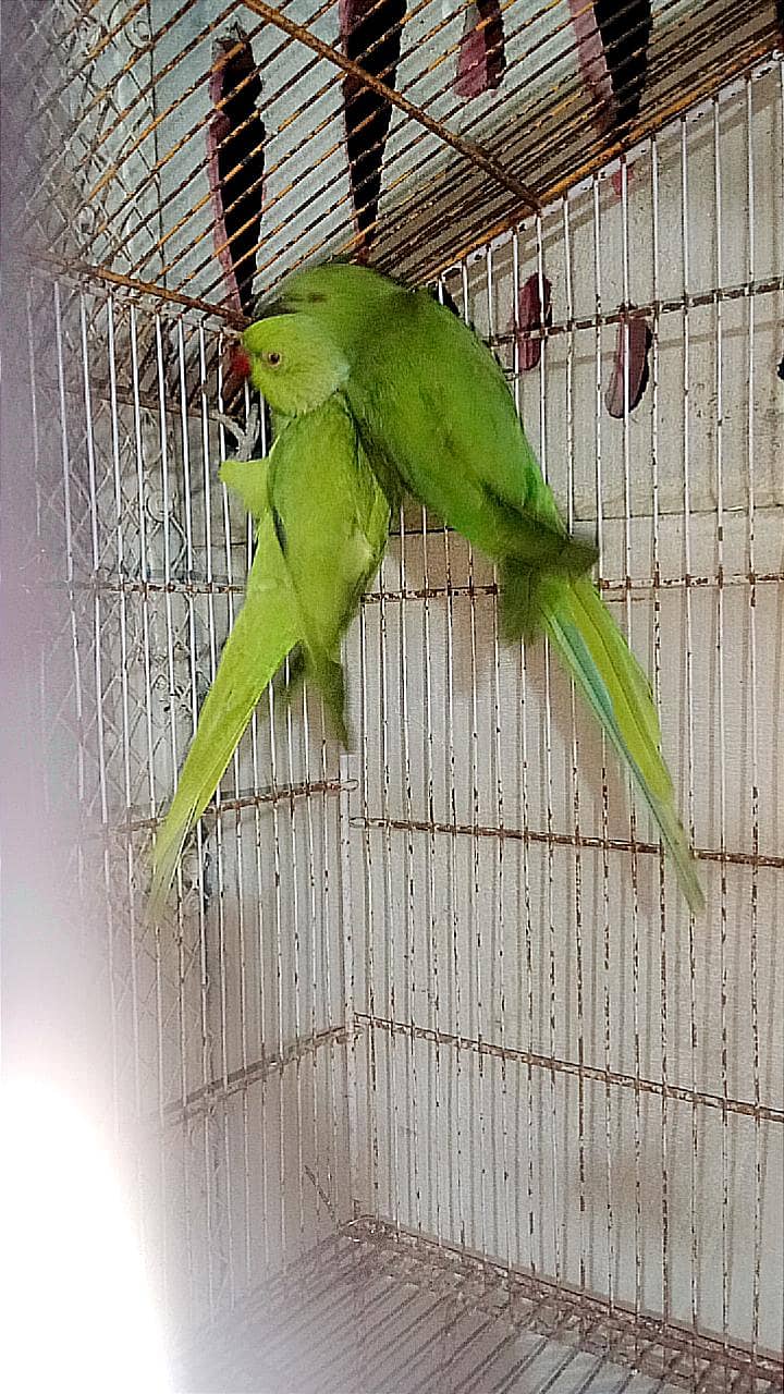 Ringneck 2