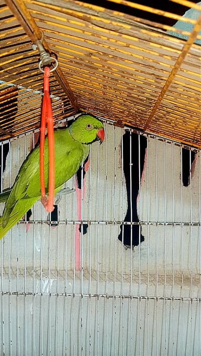 Ringneck