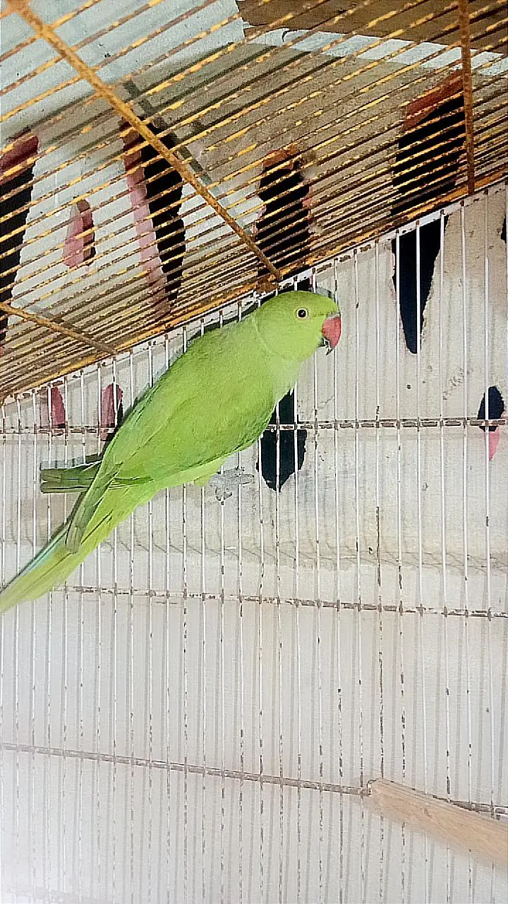 Ringneck — photo 4
