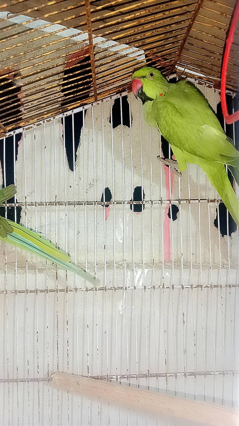 Ringneck 4