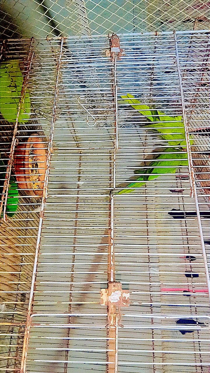 Ringneck 5
