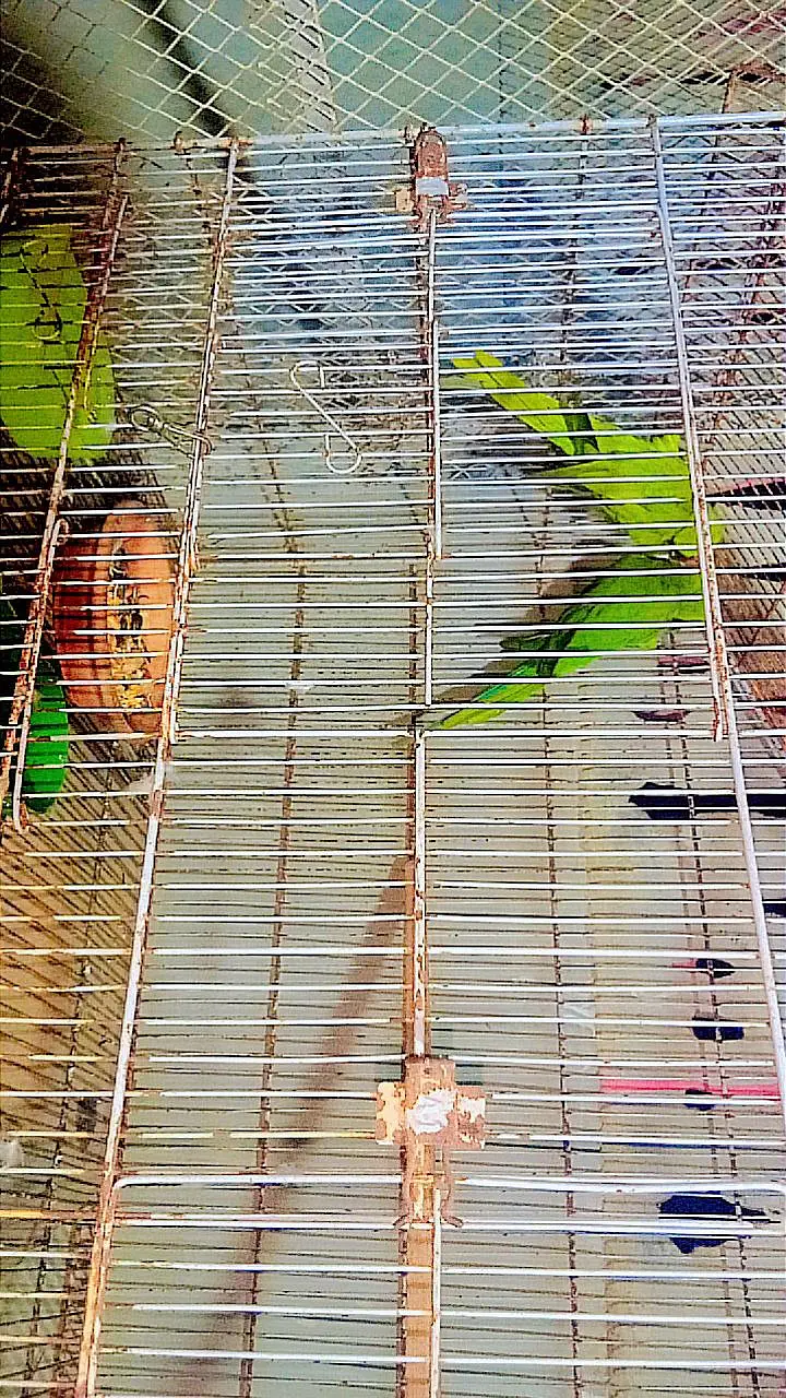 Ringneck — photo 6