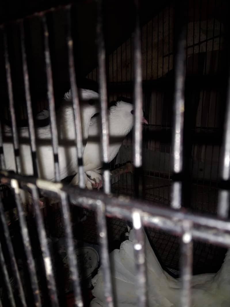 pigeon 1