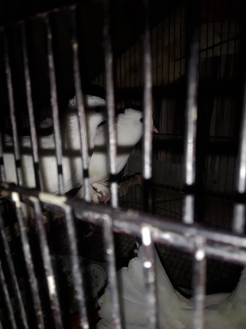 pigeon — photo 2