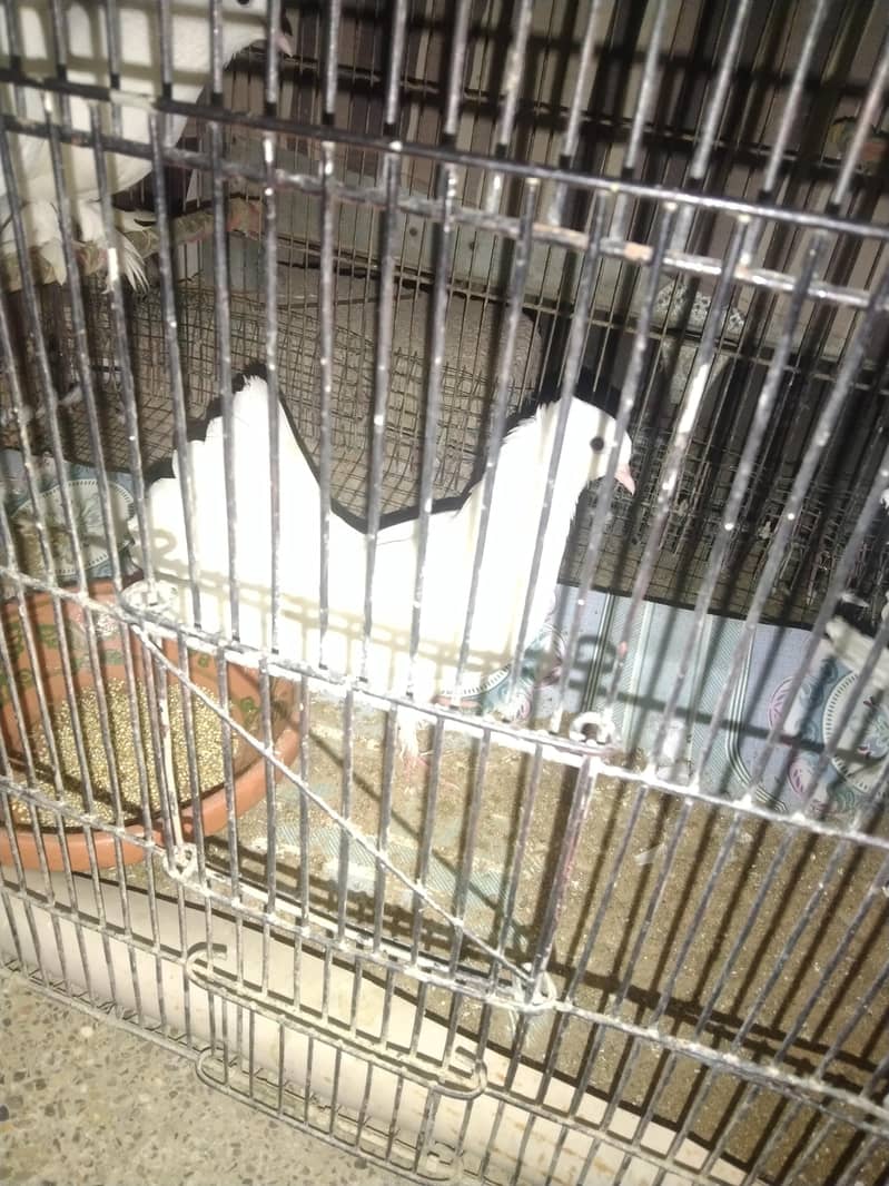 pigeon 2
