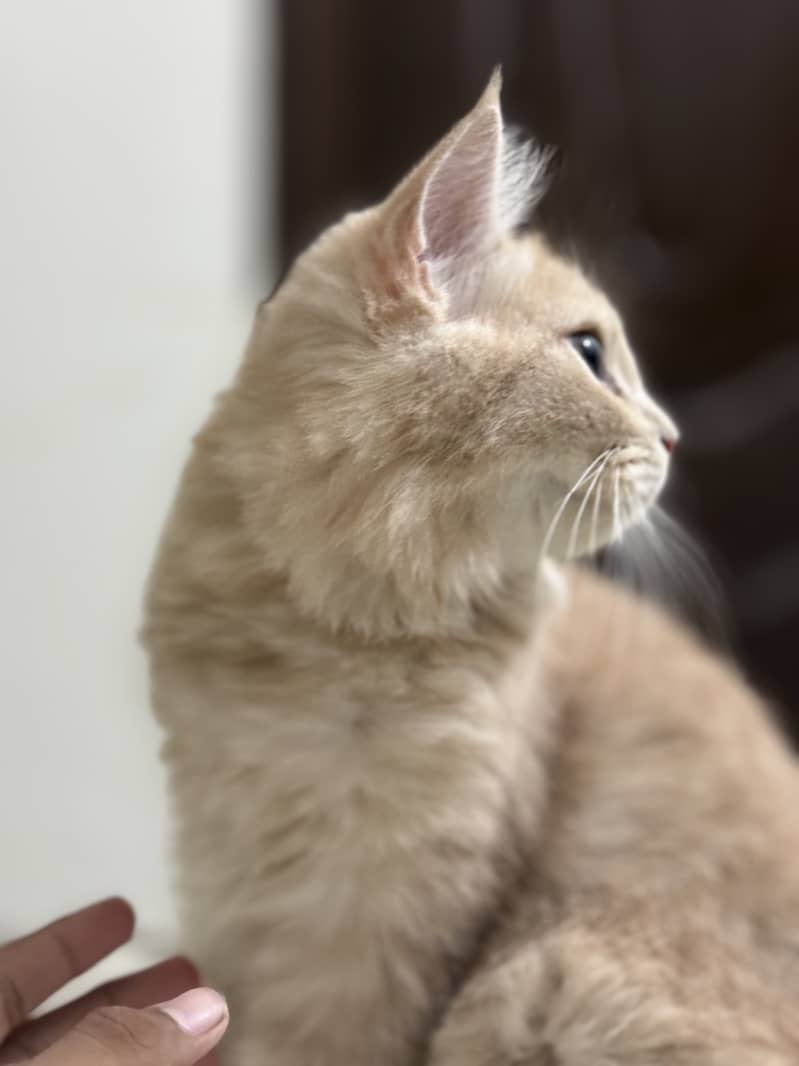 persion cat 1