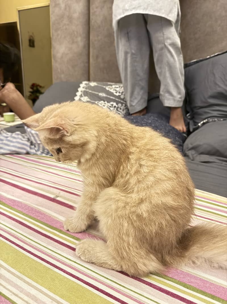 persion cat 2