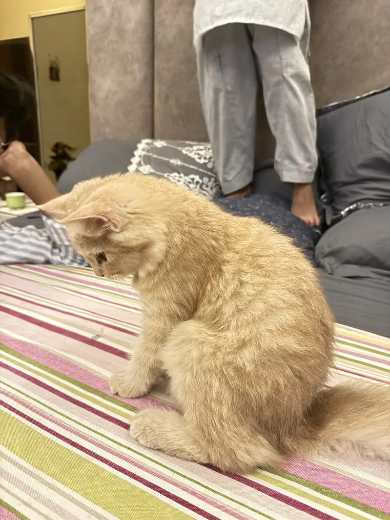 persion cat — photo 3
