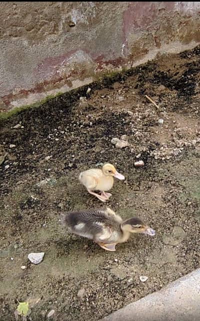 Ducklings