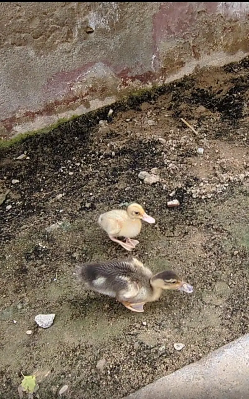 Ducklings