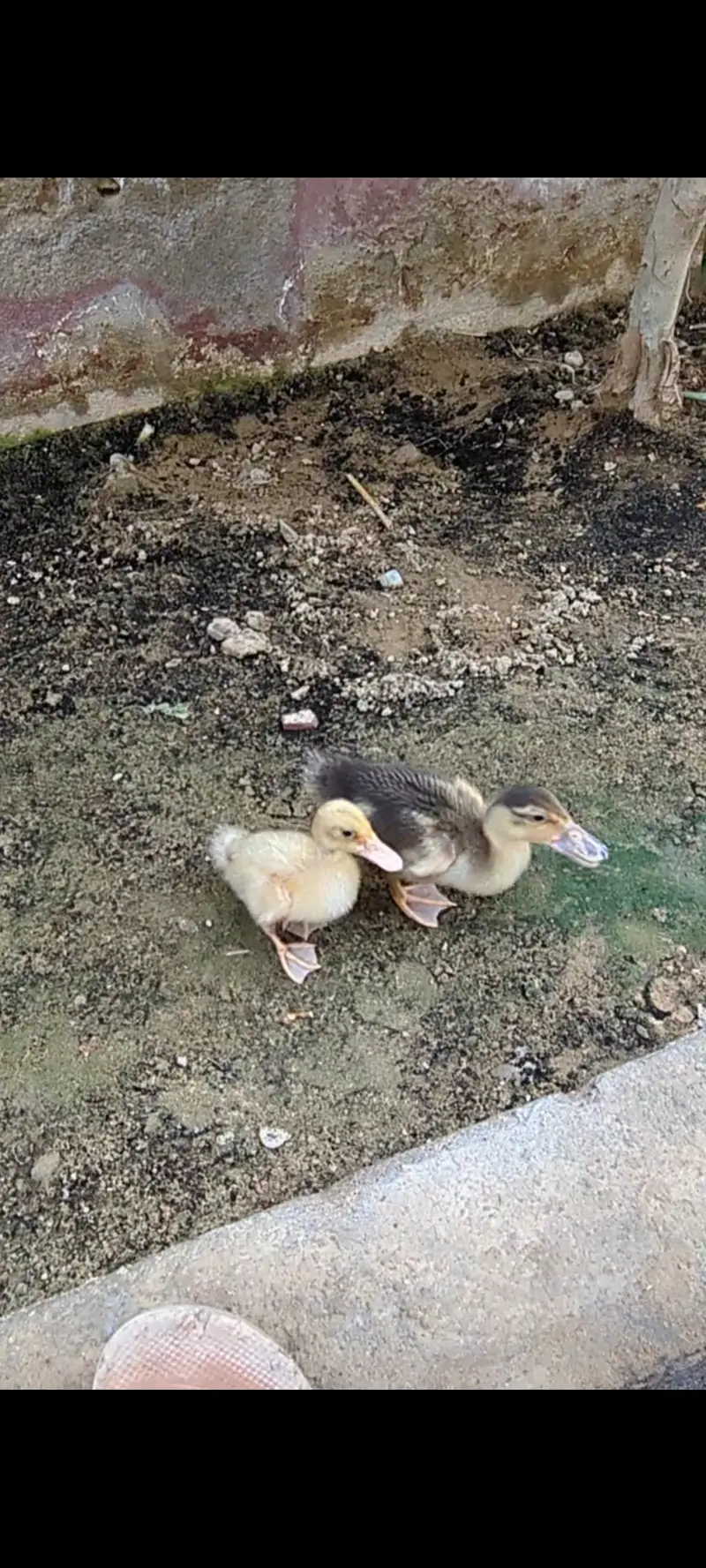 Ducklings — photo 2