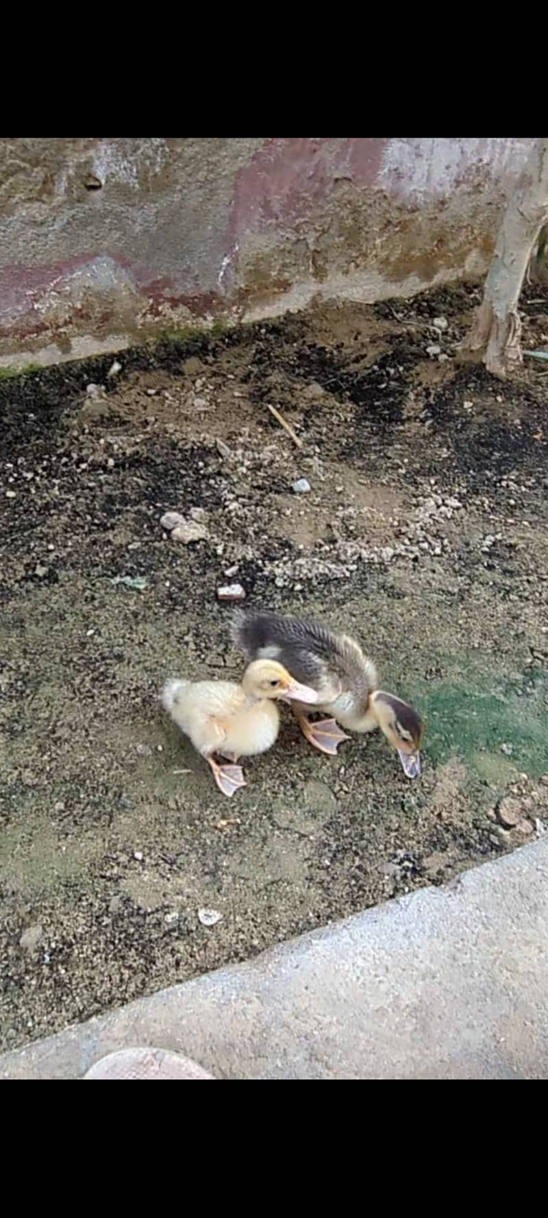 Ducklings 2
