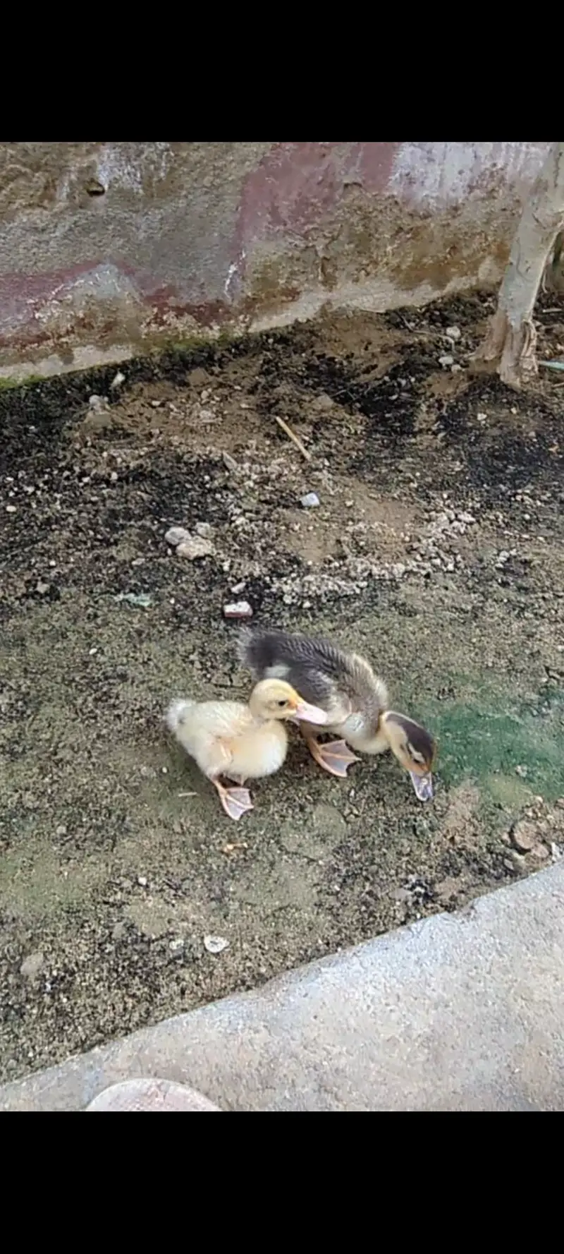 Ducklings — photo 3