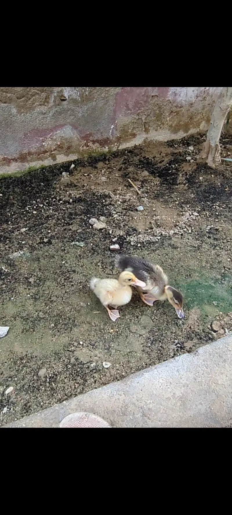 Ducklings — photo 4