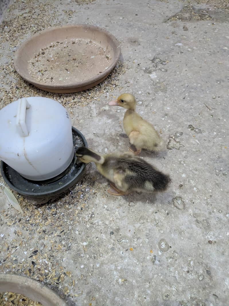 Ducklings 4