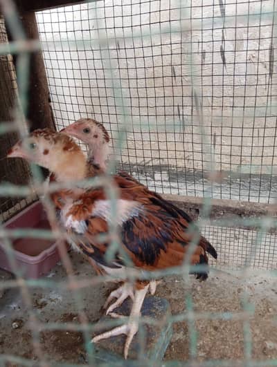 Mashallah Old Blood Line Mianwali Aseel Chicks For Sell