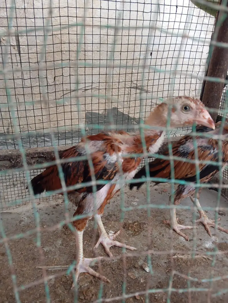 Mashallah Old Blood Line Mianwali Aseel Chicks For Sell — photo 2
