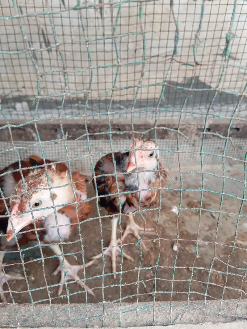 Mashallah Old Blood Line Mianwali Aseel Chicks For Sell — photo 3