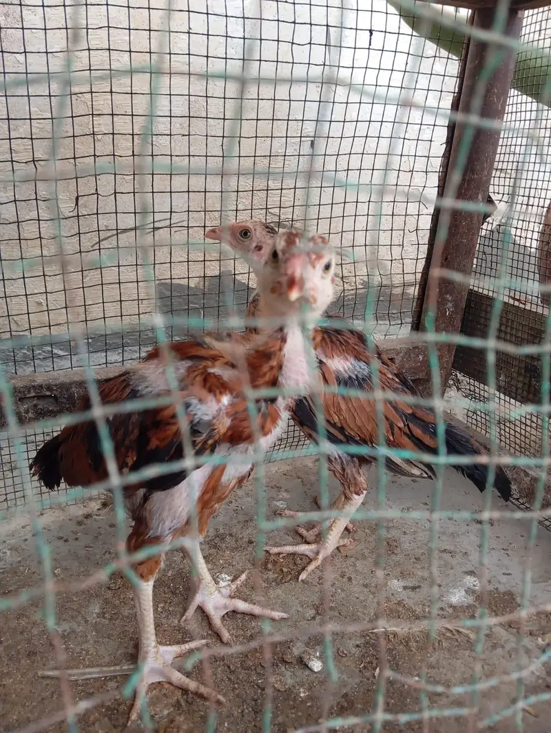Mashallah Old Blood Line Mianwali Aseel Chicks For Sell — photo 4