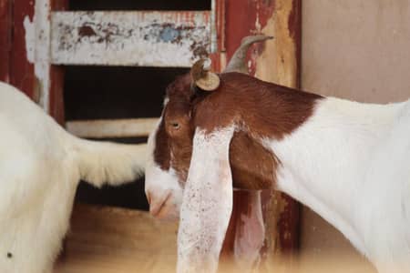 Bakri/Abluck bakri for sale