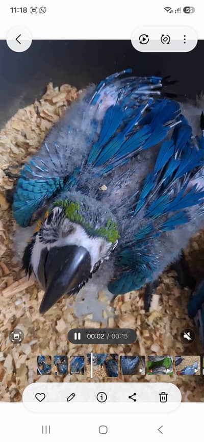 Bleu gold macaw chicks African grey chicks available