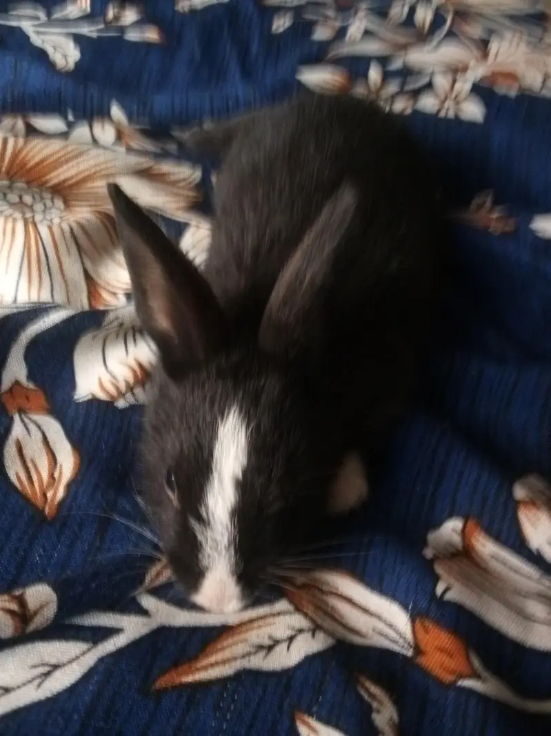 urgent for sale — photo 2