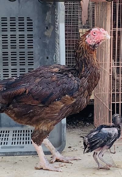 Pure Quality Aseel Hen with  Chick | Emergency Sale