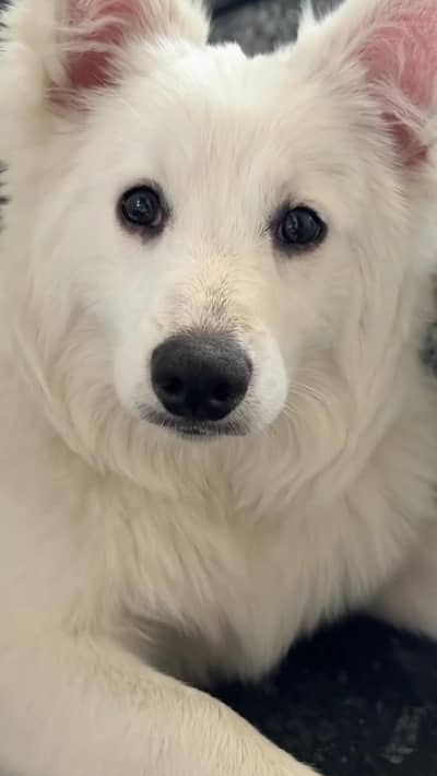 Bella