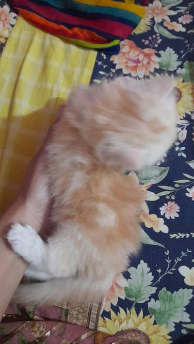 pure persian kitty