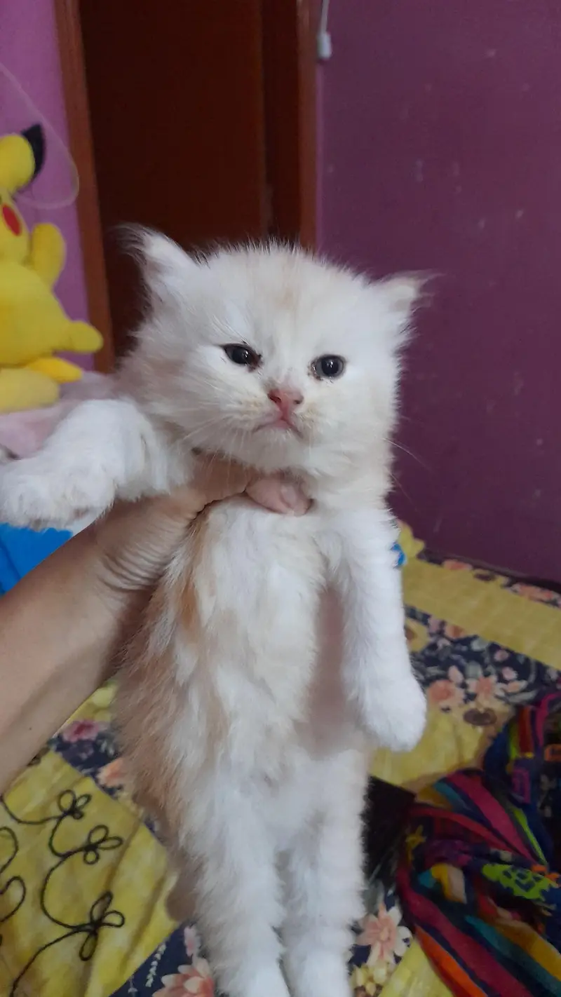 pure persian kitty — photo 2
