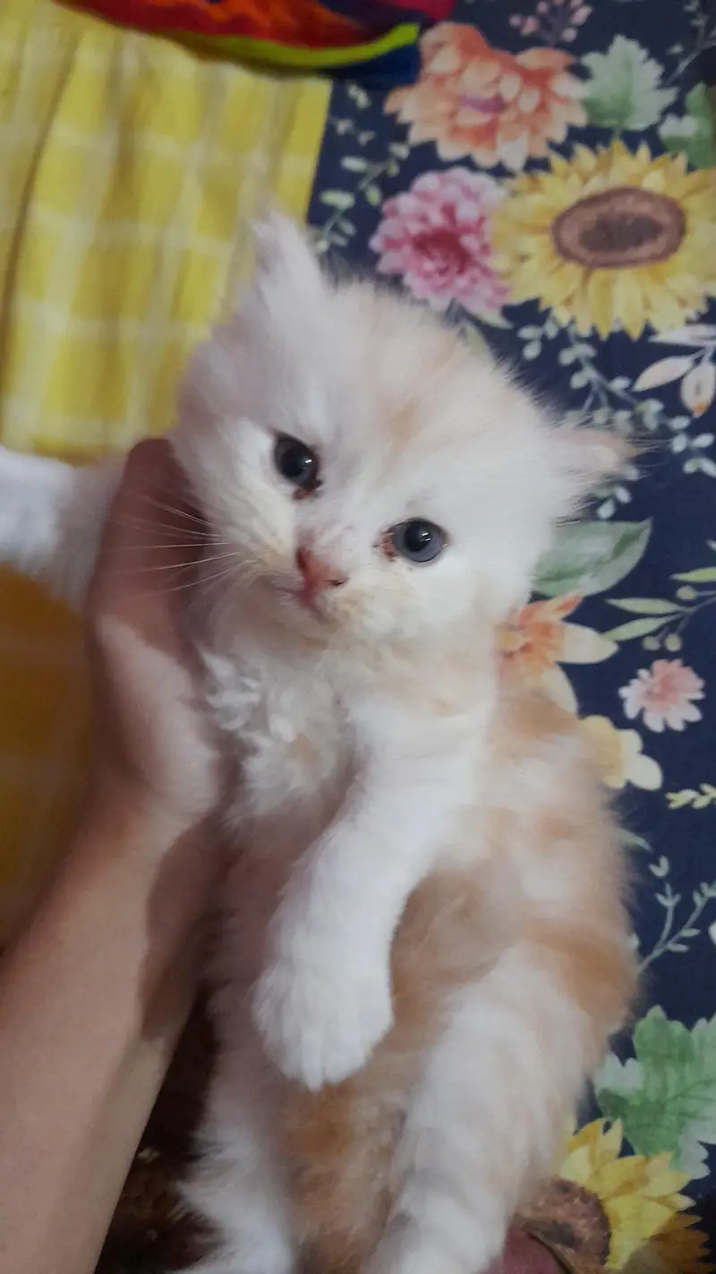 pure persian kitty — photo 3